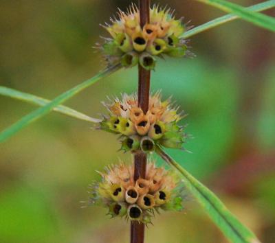 Leonurus_japonicus_fruits.jpg