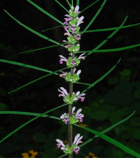 Leonurus_japonicus_inflorescence.jpg