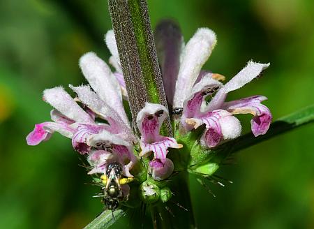 Leonurus_japonicus_inflorescence2.jpg