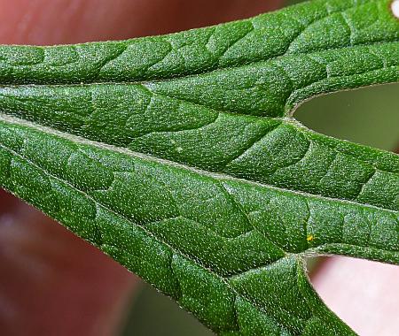 Leonurus_japonicus_leaf1a.jpg