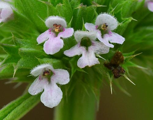 Leonurus_marrubiastrum_corollas.jpg