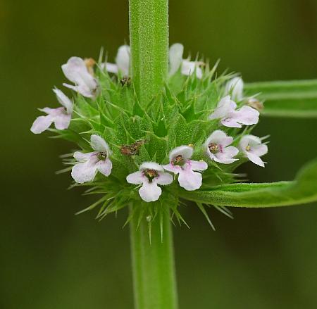 Leonurus_marrubiastrum_inflorescence.jpg