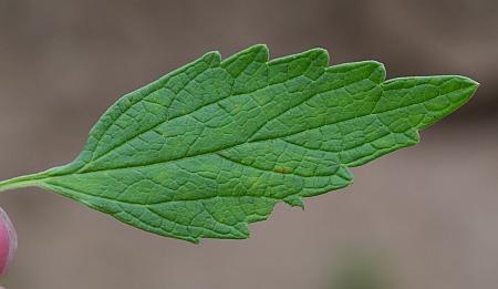 Leonurus_marrubiastrum_leaf1.jpg