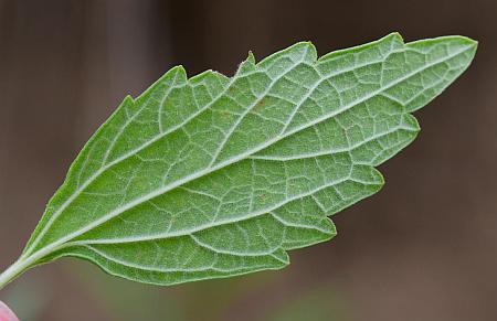 Leonurus_marrubiastrum_leaf2.jpg