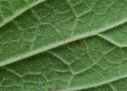 Leonurus_marrubiastrum_leaf2a.jpg