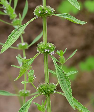 Leonurus_marrubiastrum_leaves.jpg