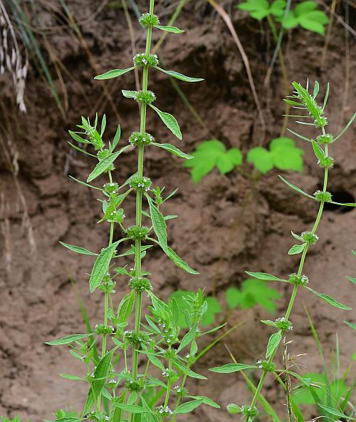 Leonurus_marrubiastrum_plant.jpg