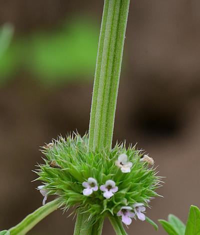 Leonurus_marrubiastrum_stem.jpg