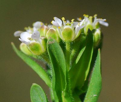 Lepidium_campestre_calyces.jpg