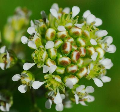 Lepidium_campestre_flowers.jpg