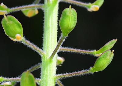 Lepidium_campestre_fruits.jpg