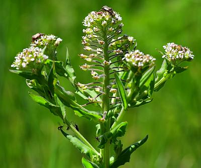 Lepidium_campestre_inflorescence.jpg