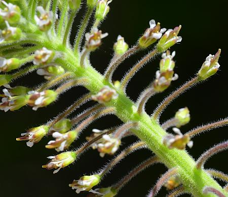 Lepidium_campestre_inflorescence2.jpg