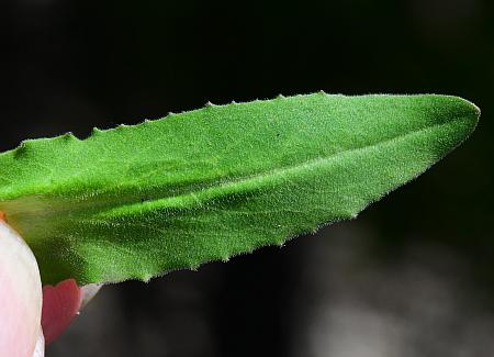 Lepidium_campestre_leaf1.jpg