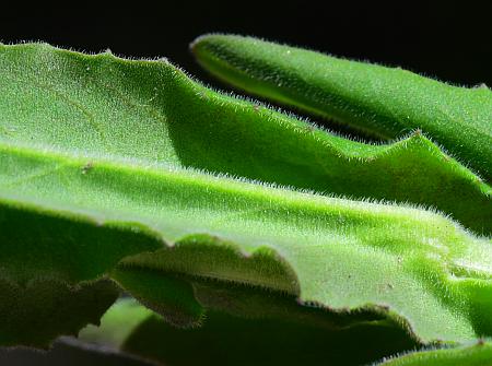 Lepidium_campestre_leaf2.jpg