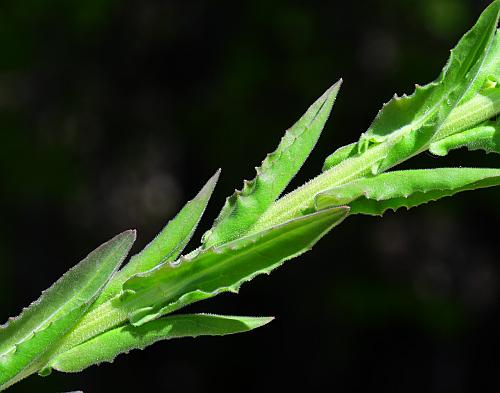 Lepidium_campestre_leaves.jpg