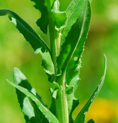 Lepidium_campestre_stem.jpg