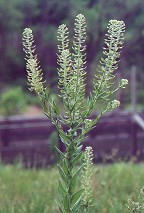 Lepidium campestre thumbnail