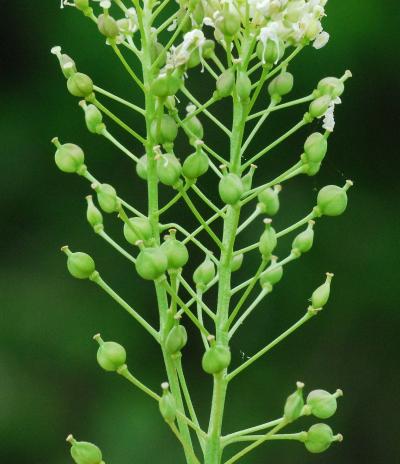 Lepidium_chalepense_fruits.jpg