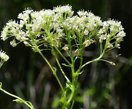 Lepidium_chalepense_inflorescence.jpg