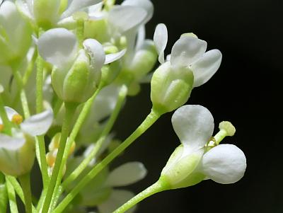 Lepidium_chalepense_sepals.jpg