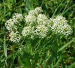 Lepidium chalepense thumbnail