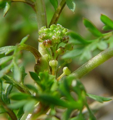 Lepidium_didymum_flowers.jpg