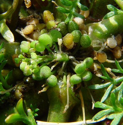 Lepidium_didymum_fruits.jpg