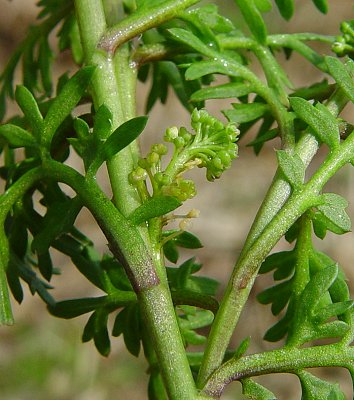 Lepidium_didymum_inflorescence.jpg