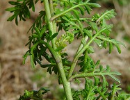 Lepidium didymum thumbnail