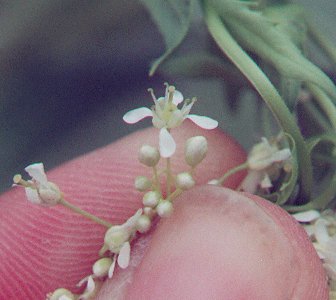 Lepidium_draba_flower2.jpg