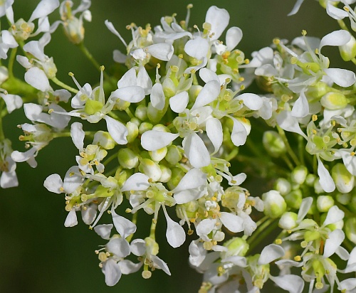 Lepidium_draba_flowers.jpg