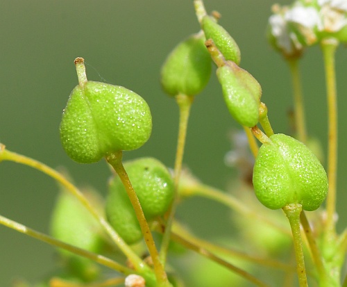 Lepidium_draba_fruits1.jpg