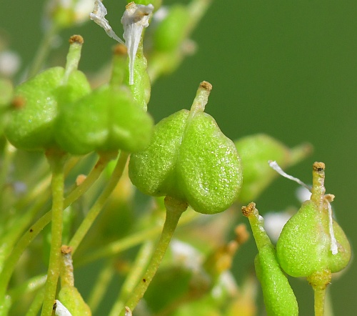 Lepidium_draba_fruits2.jpg