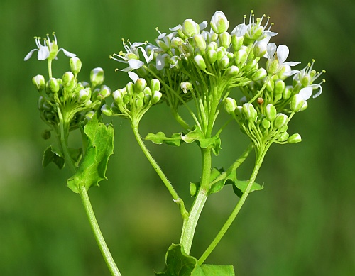 Lepidium_draba_inflorescence.jpg