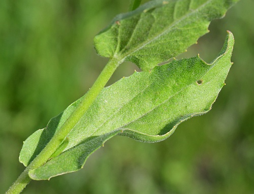 Lepidium_draba_leaf1.jpg