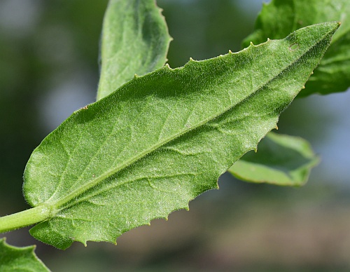 Lepidium_draba_leaf2.jpg