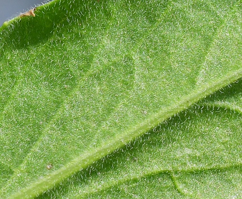 Lepidium_draba_leaf2a.jpg