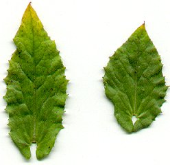Lepidium_draba_leaves.jpg