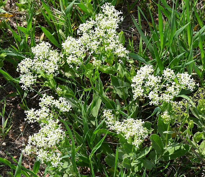 Lepidium_draba_plant.jpg