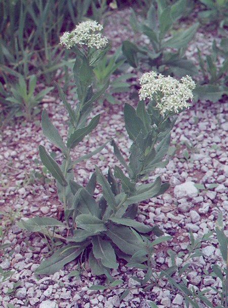 Lepidium_draba_plant2.jpg