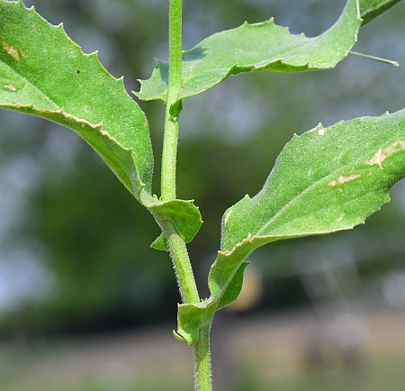 Lepidium_draba_stem.jpg
