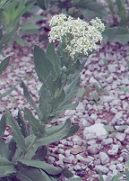 Lepidium draba thumbnail