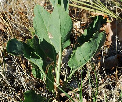 Lepidium_latifolium_basals.jpg