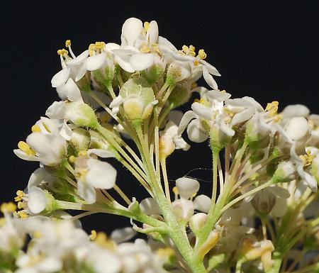 Lepidium_latifolium_flowers.jpg