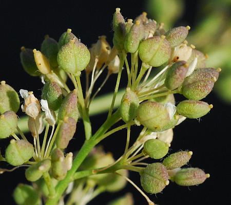 Lepidium_latifolium_fruits.jpg