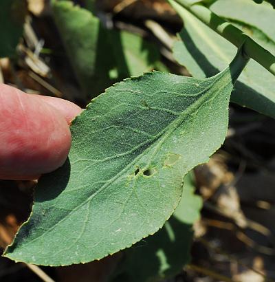 Lepidium_latifolium_leaf1a.jpg