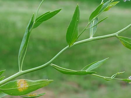 Lepidium_latifolium_leaves.jpg