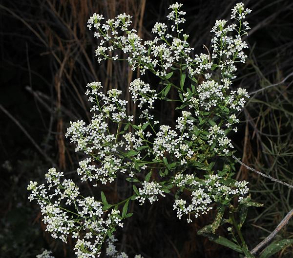 Lepidium_latifolium_plant.jpg