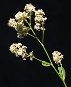 Lepidium latifolium thumbnail